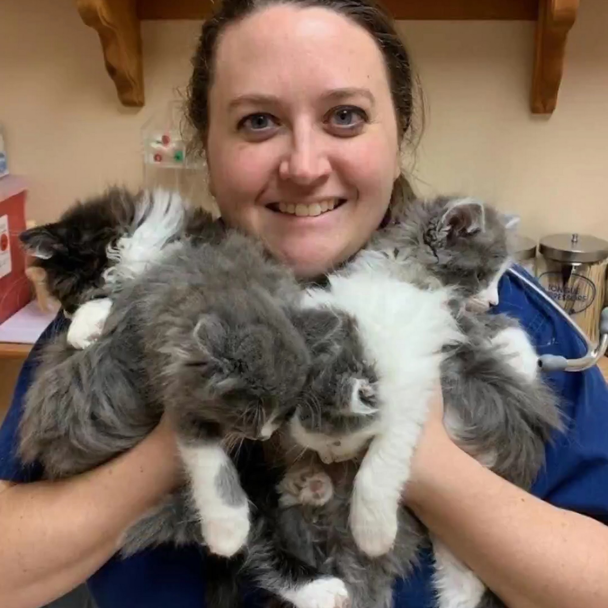 Whitehouse Veterinary Hospital Whitehouse