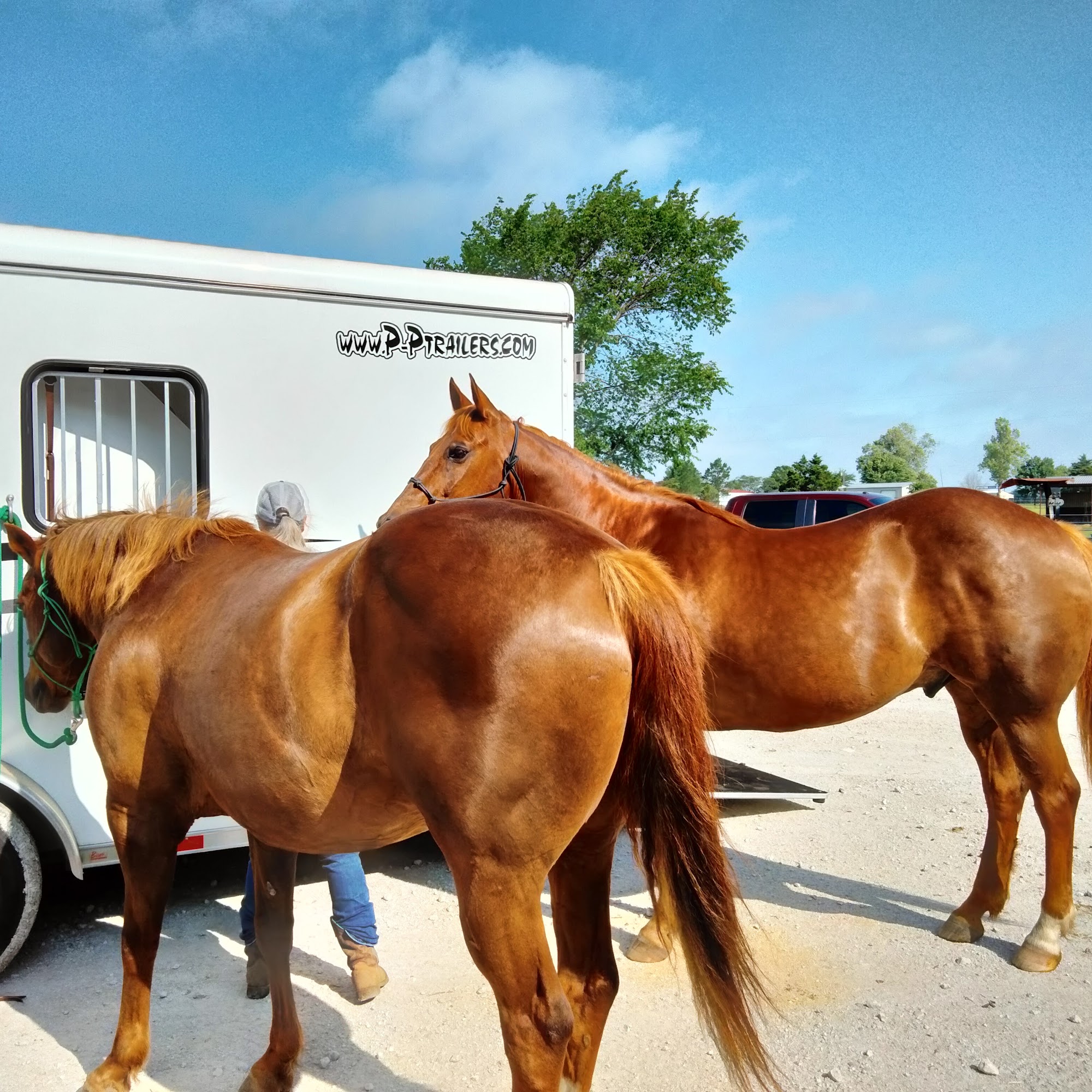Premier Equine Veterinary Services Whitesboro
