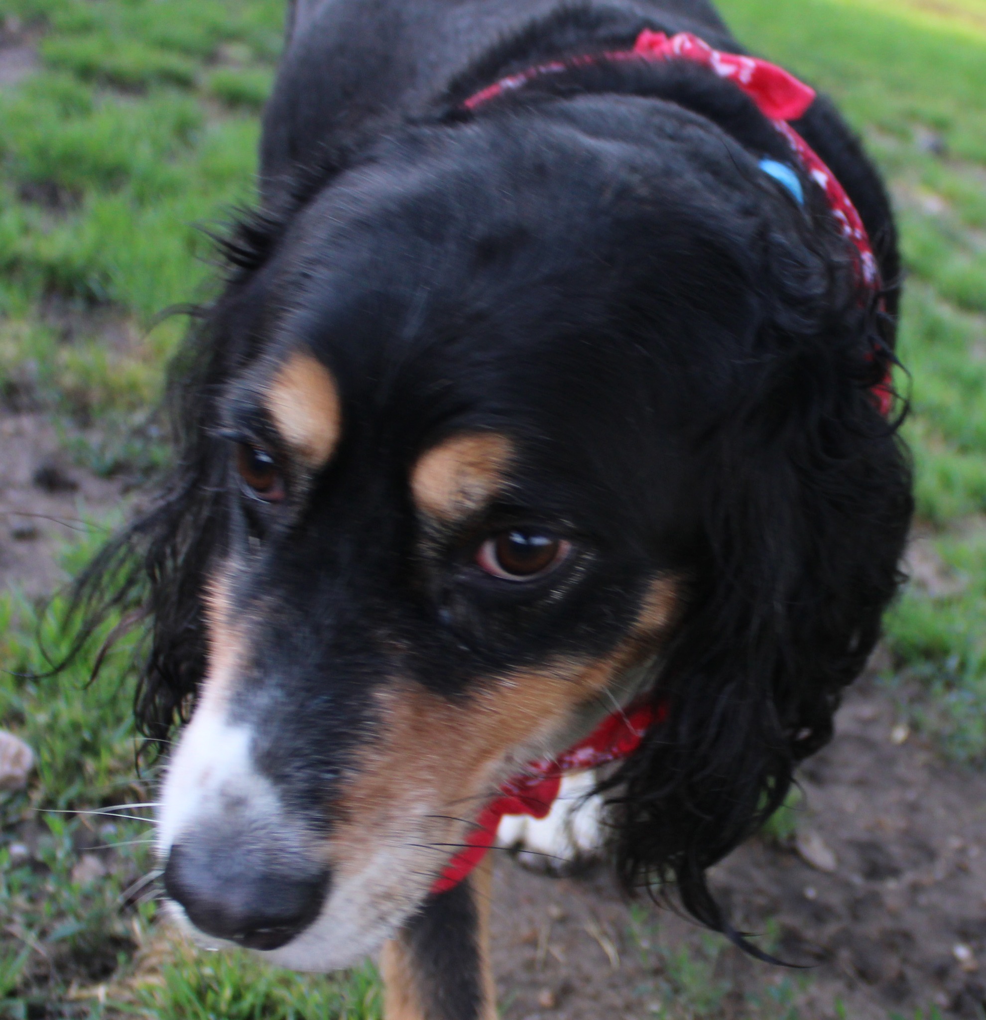 Pace Creek Pet Retreat Whitewright