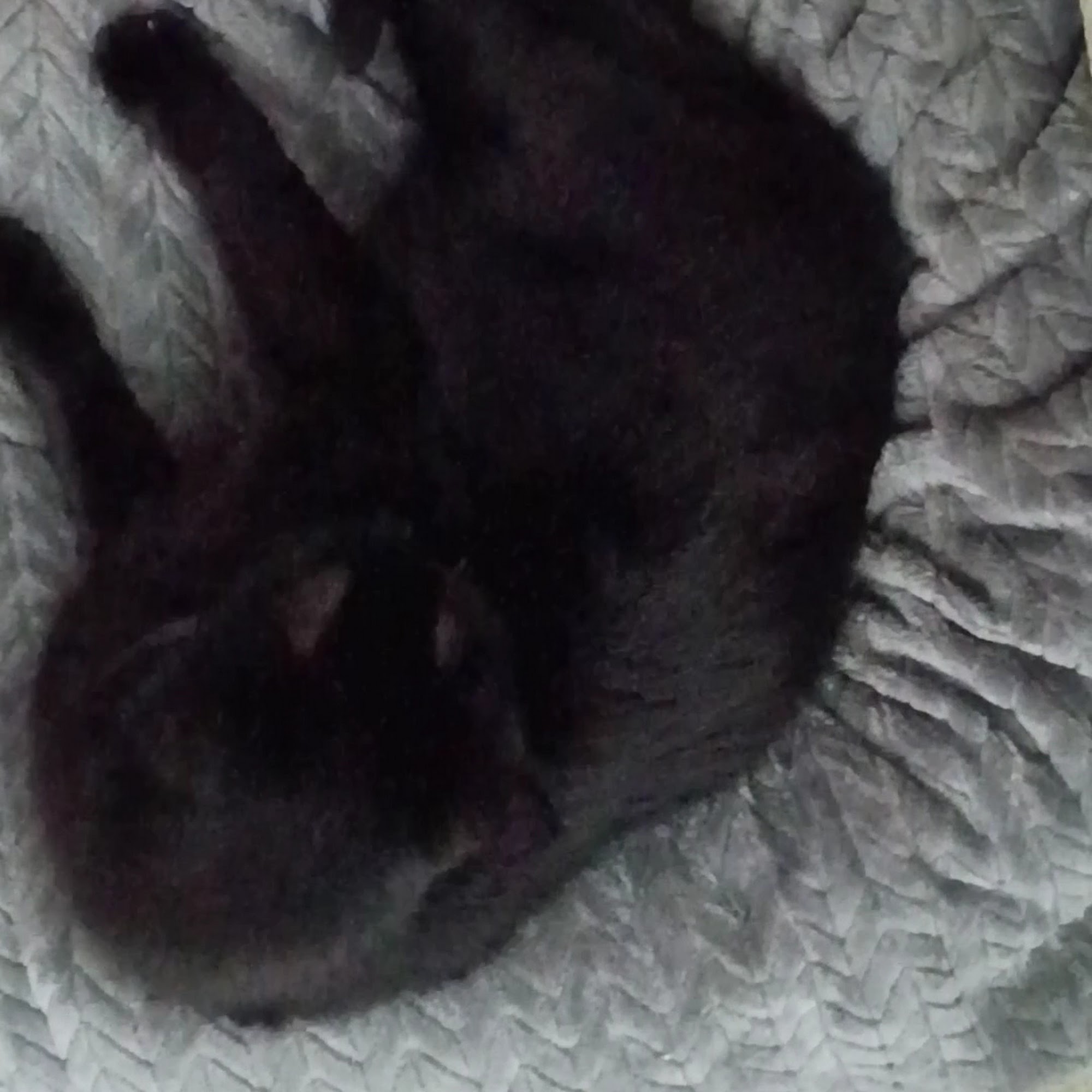 P.E.T.S. Clinic Wichita Falls