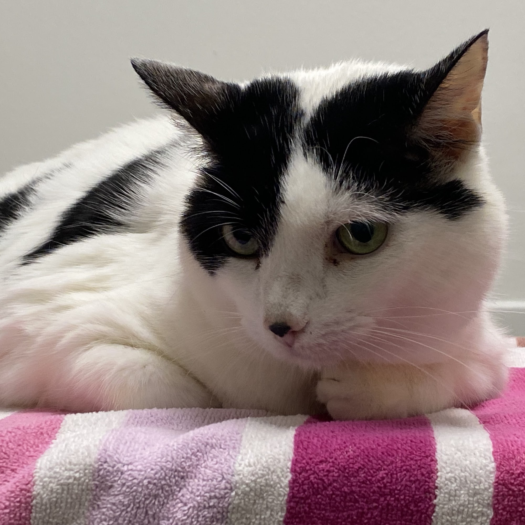 Stone Ridge Veterinary Medical Center Willis