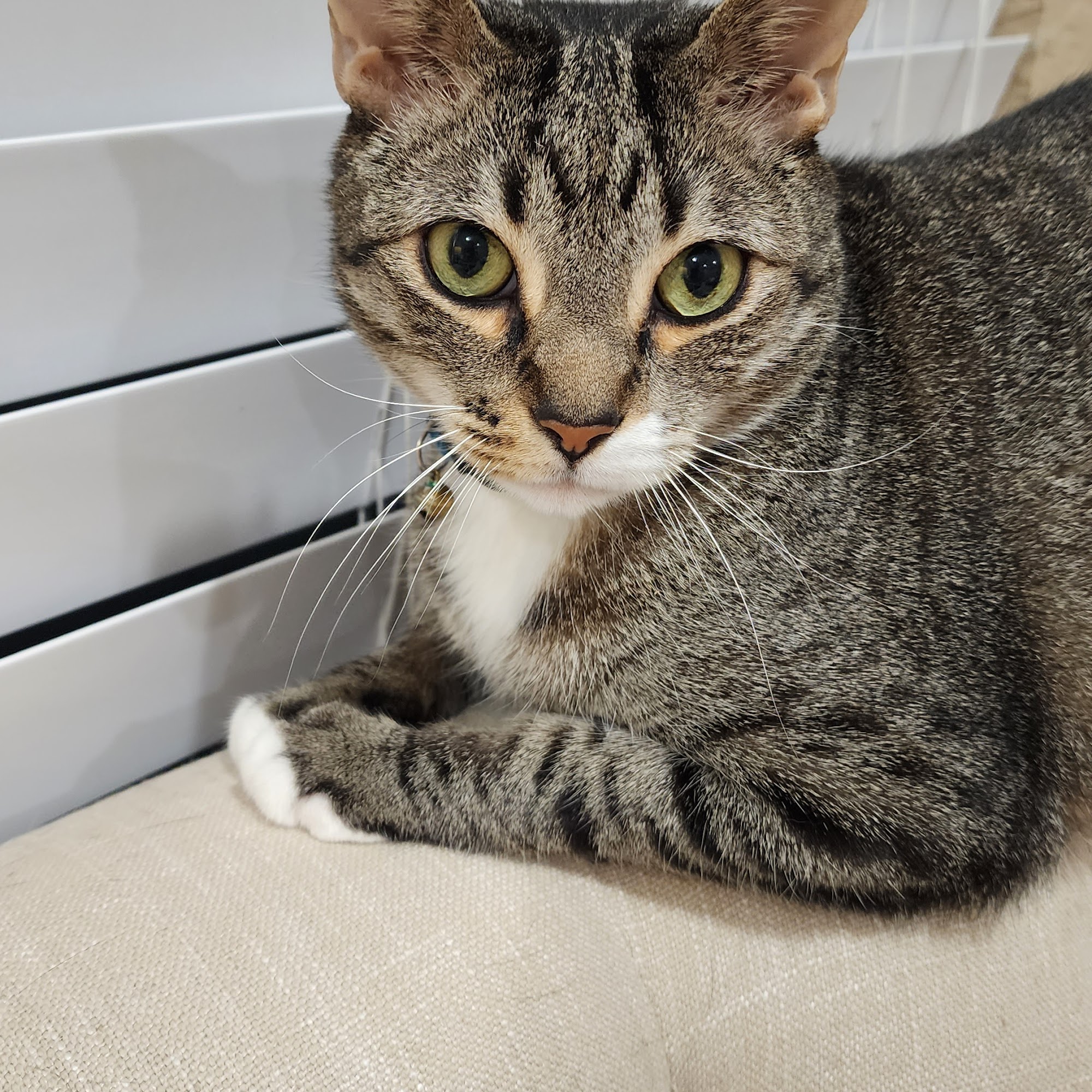 Lakeway Animal Medical and Surgical Clinic Willis