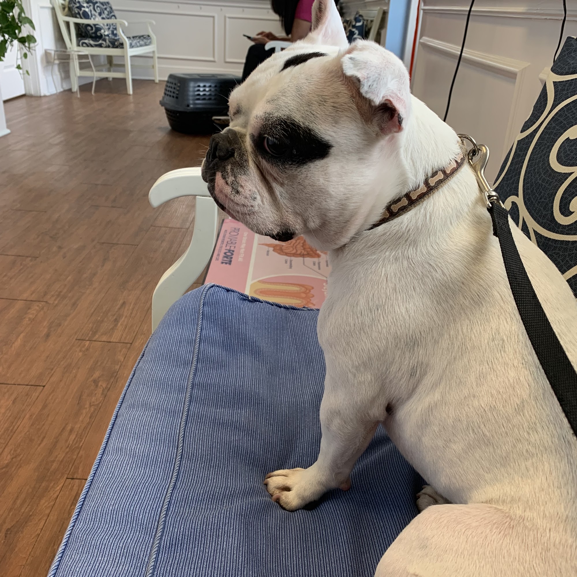 North Pines Animal Hospital Willis