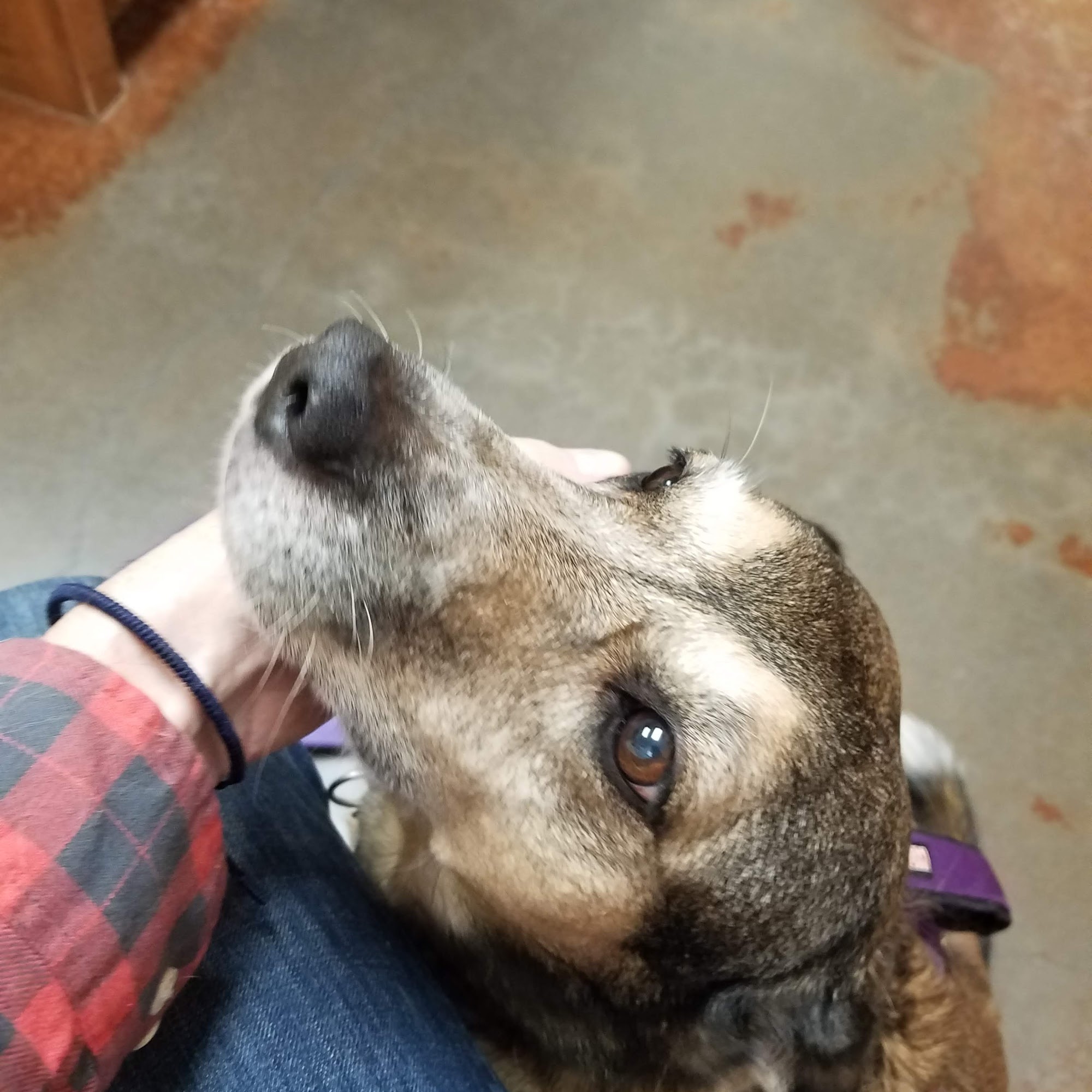 Dr. Mariah Coakley Willow Park