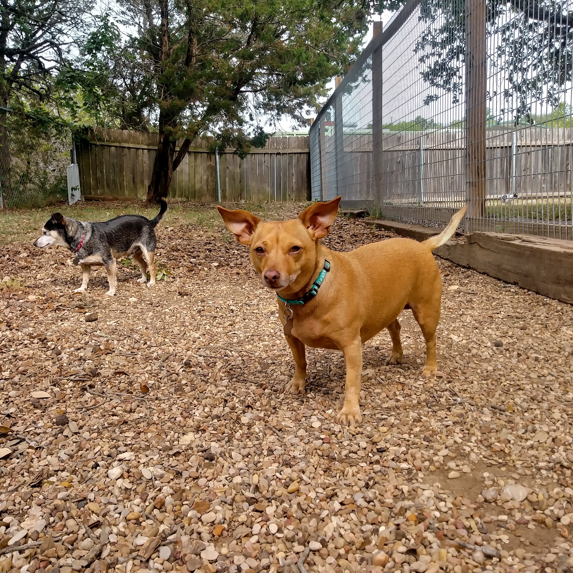 River Dog Ranch Wimberley