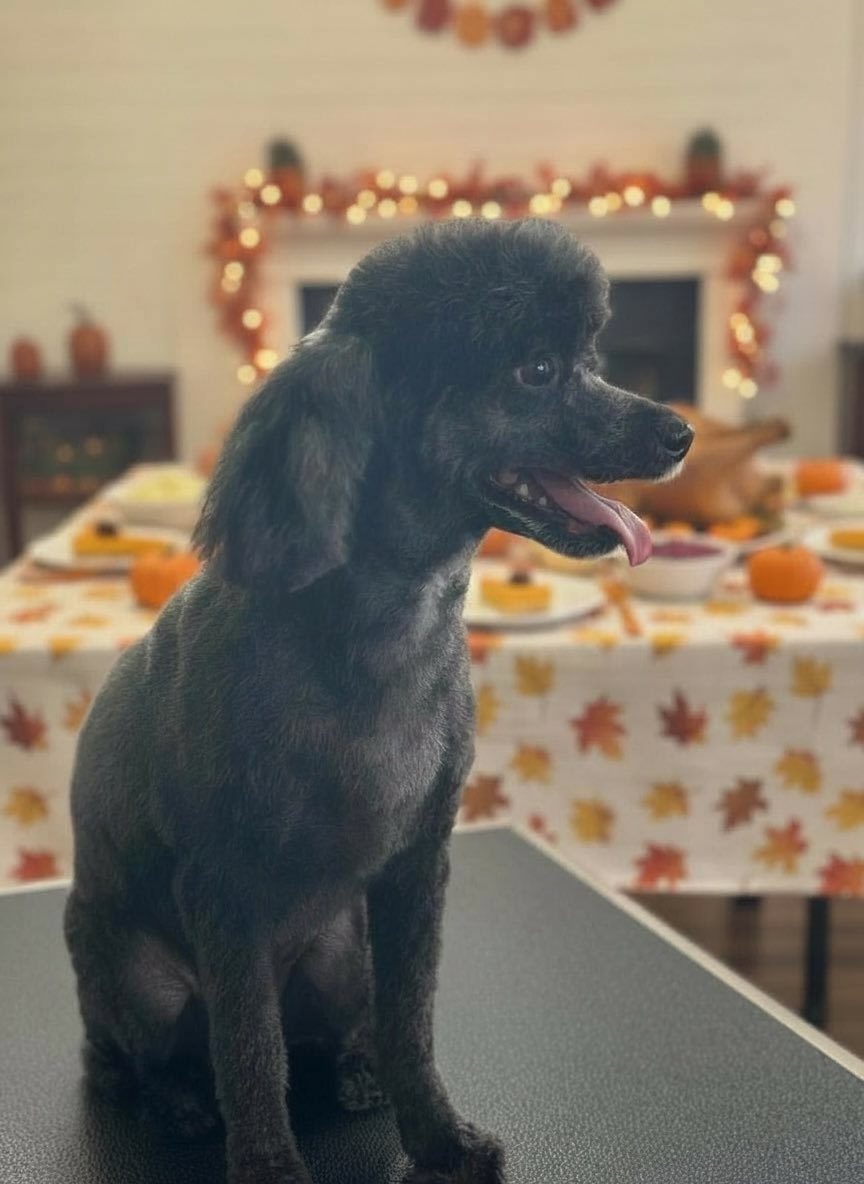 Hill Country Grooming Wimberley