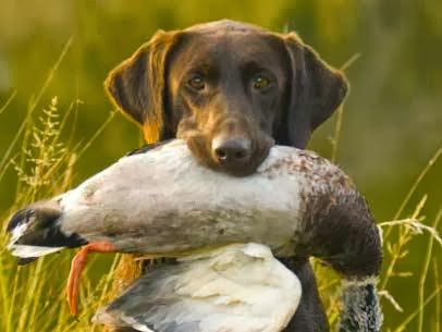 Duck Dog Trainer Winnie