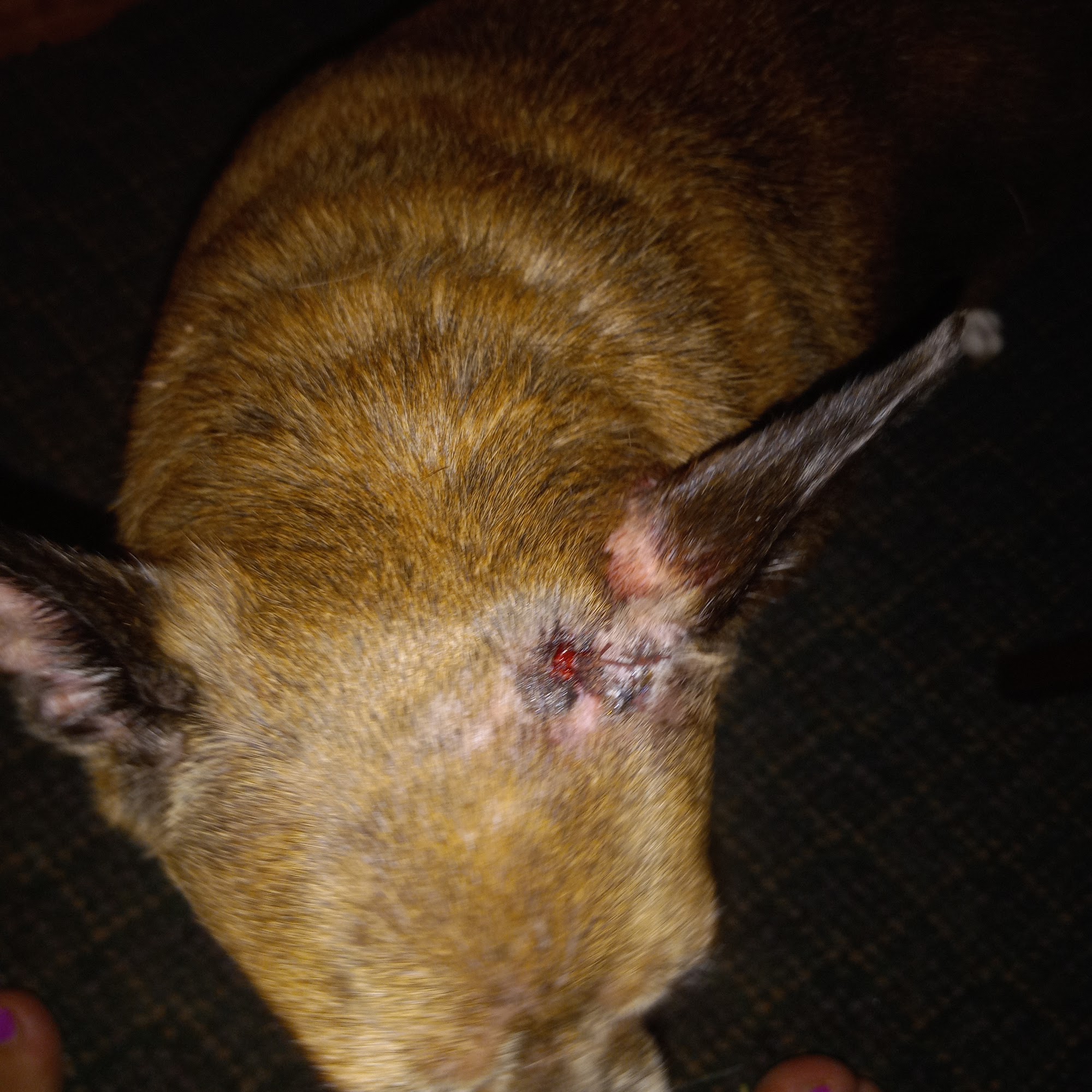 Tri-County Veterinary Clinic Winnsboro