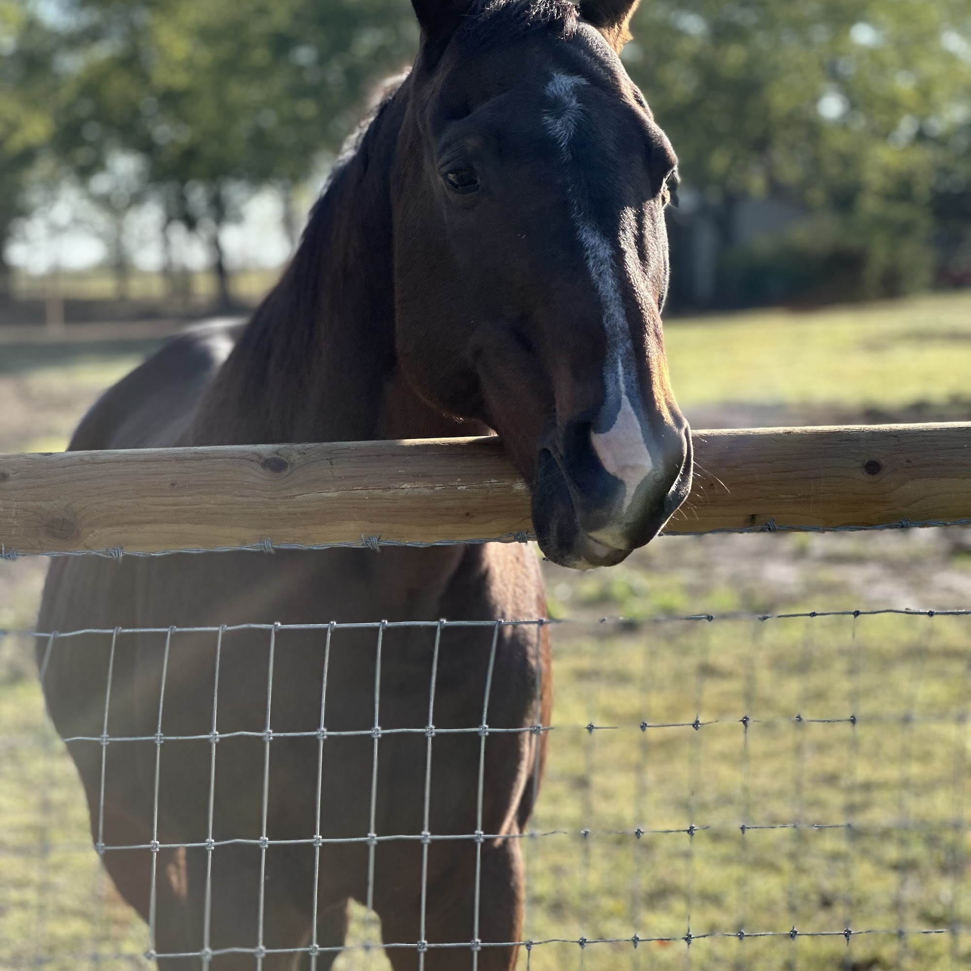 Winnsboro Veterinary Medical Center Winnsboro