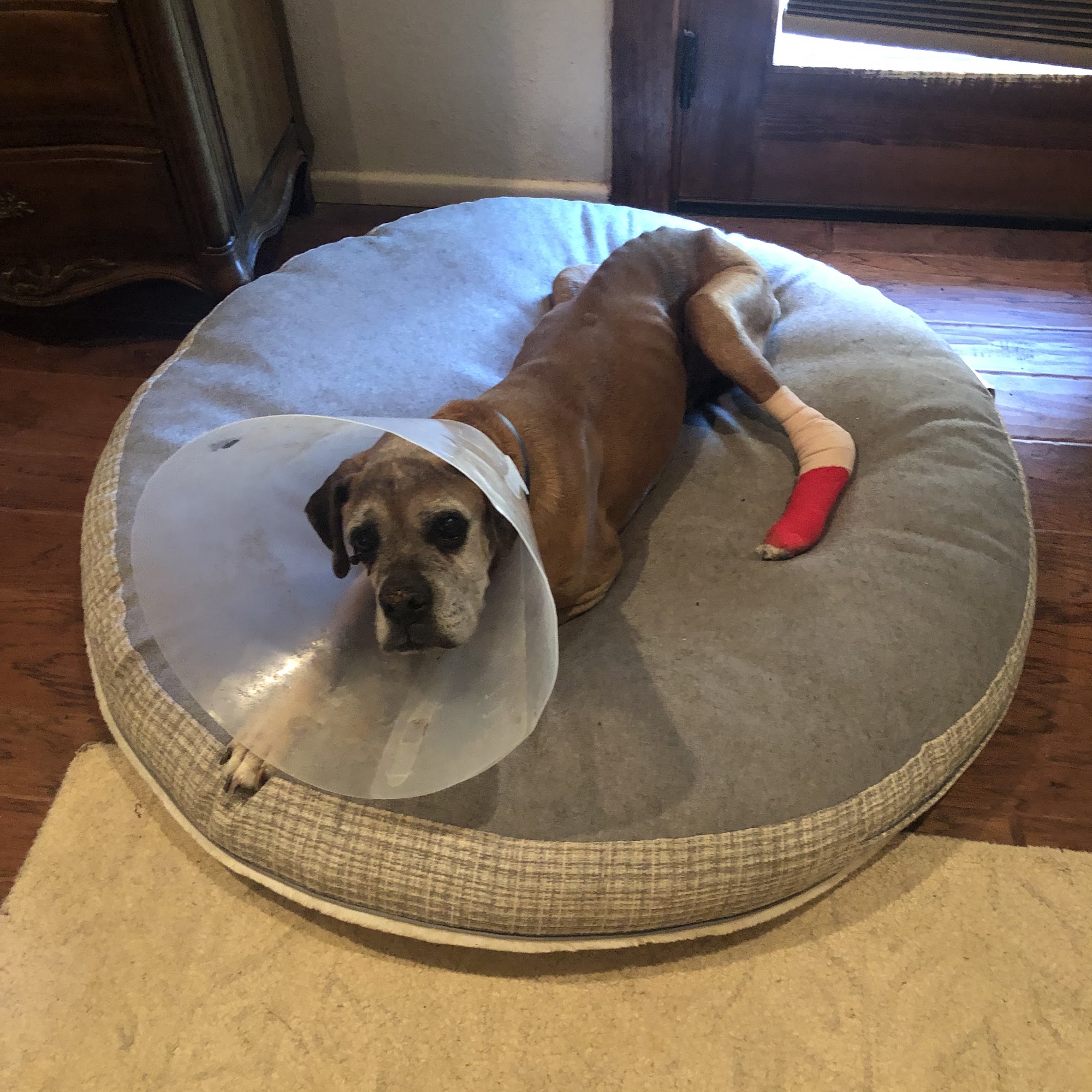 Frenship Vet Clinic Wolfforth