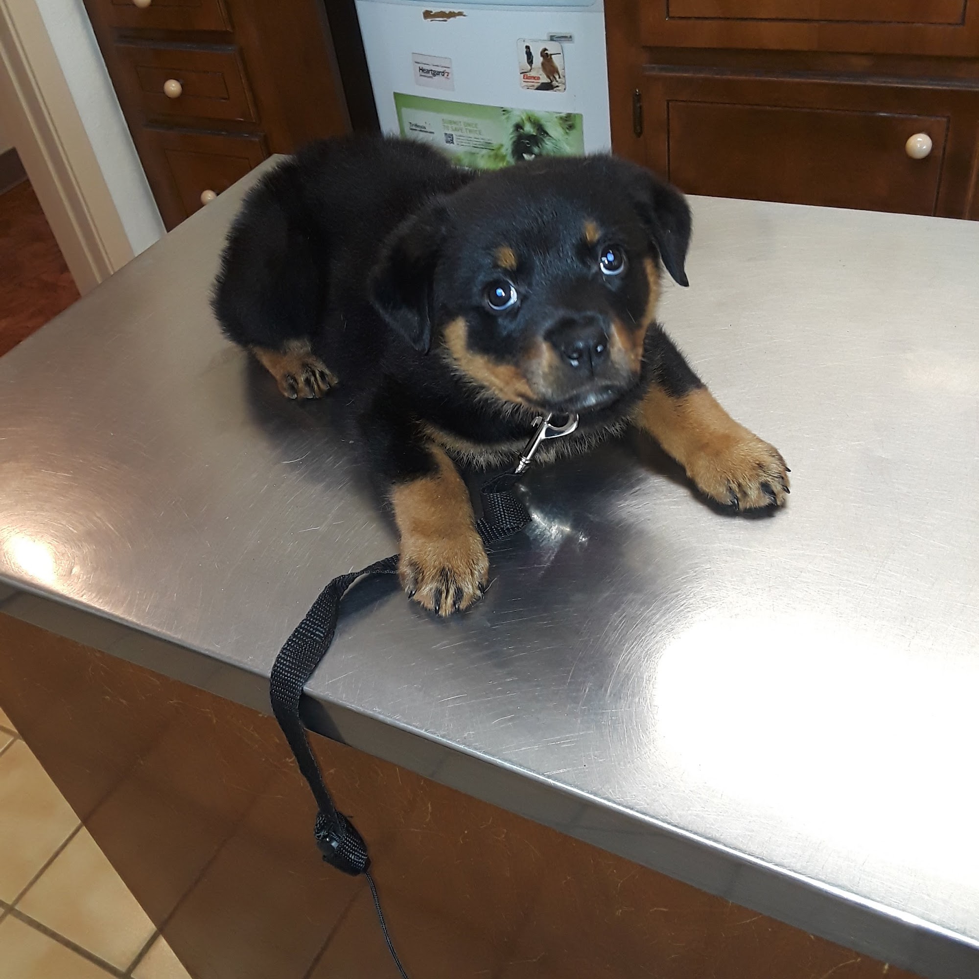 Dewberry Creek Animal Clinic Woodville