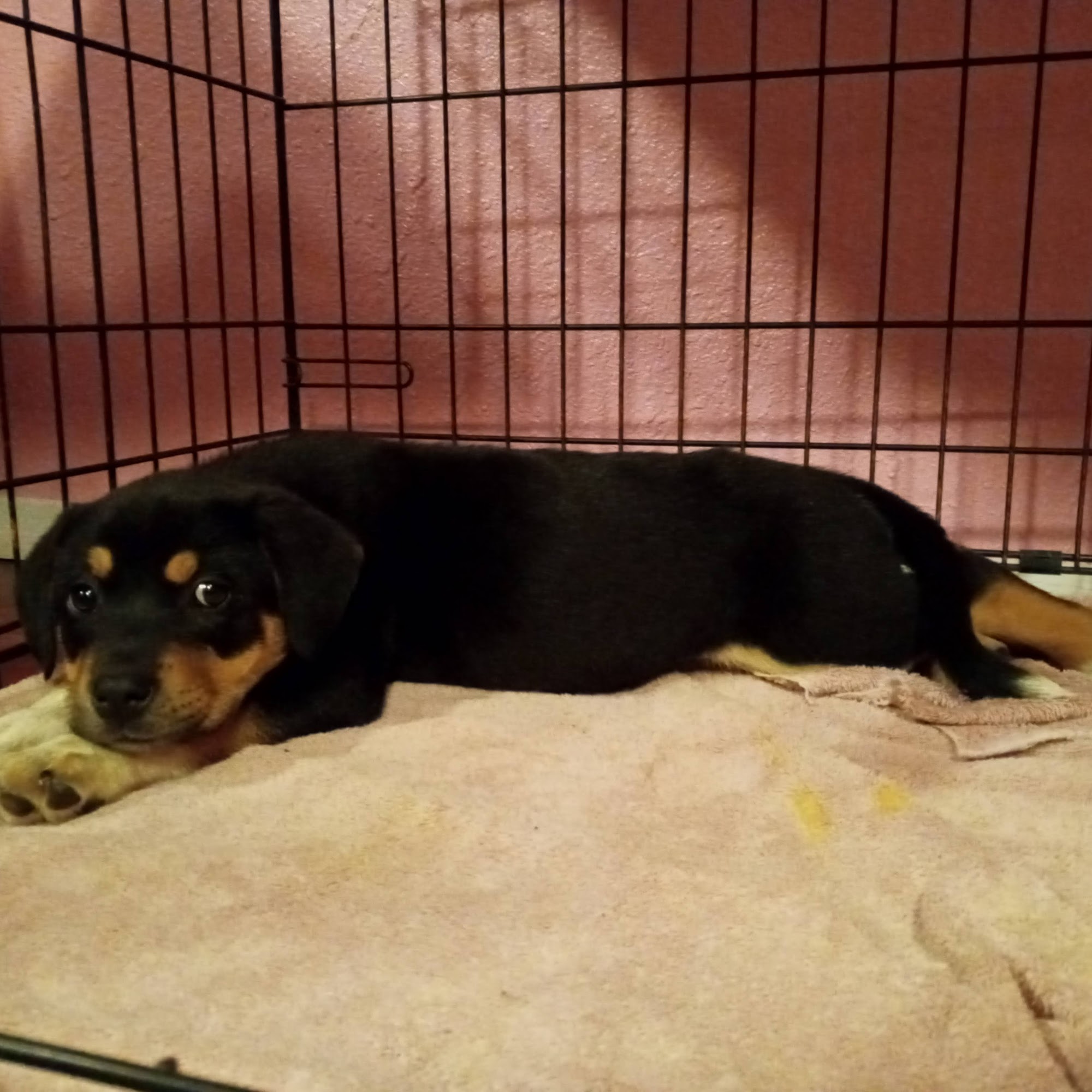 South Bosque Veterinary Clinic Woodway