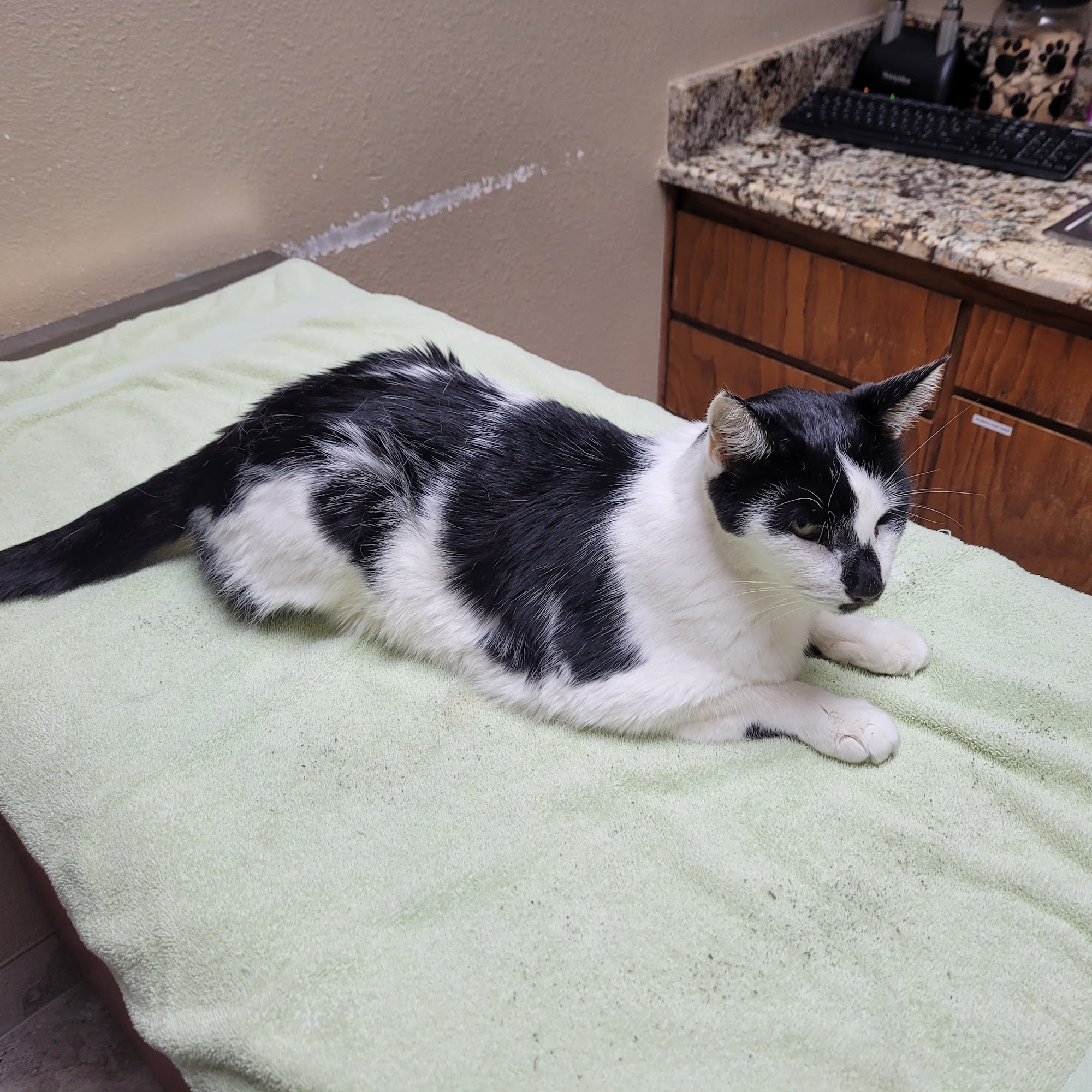 Wylie Veterinary Hospital Wylie