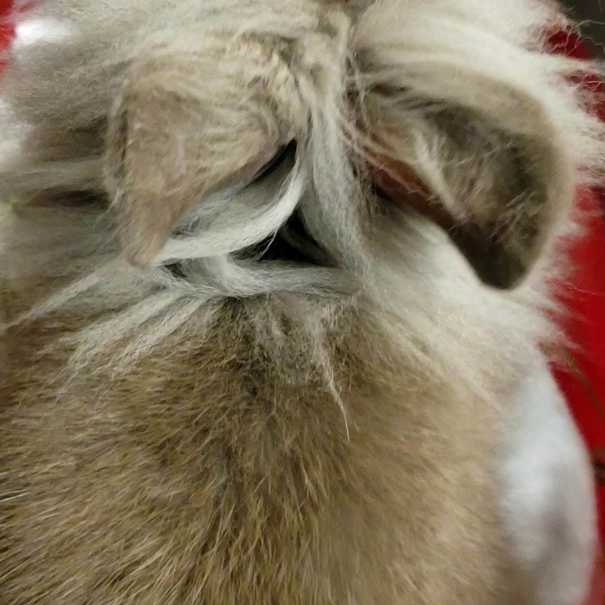 Lake Lavon Animal Hospital Wylie