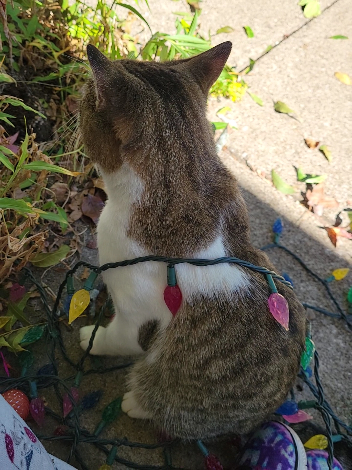 Parker Road Veterinary Hospital Wylie