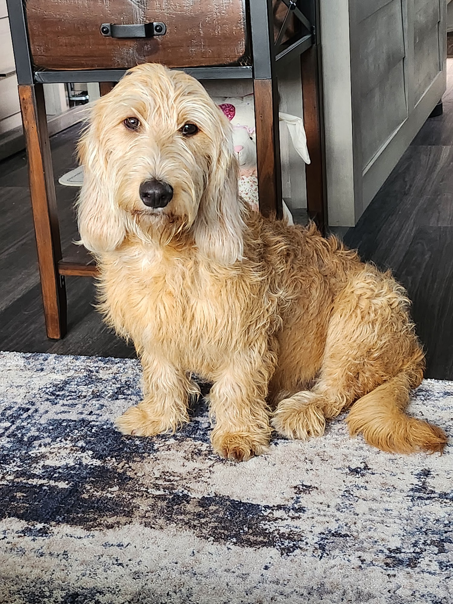 City of Wylie Animal Services Wylie