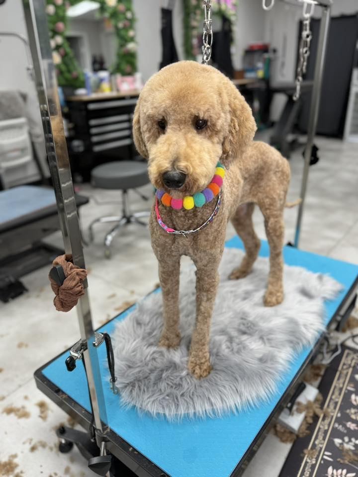 Jinx Merlot Pet Grooming Wylie