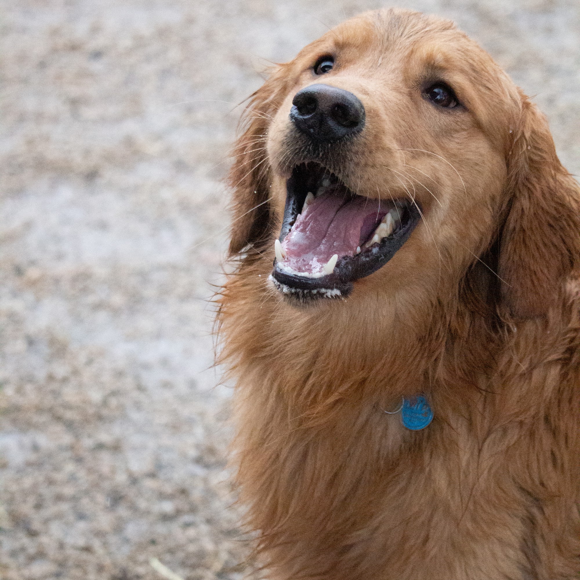 Sydney's Bed and Biscuit American Fork