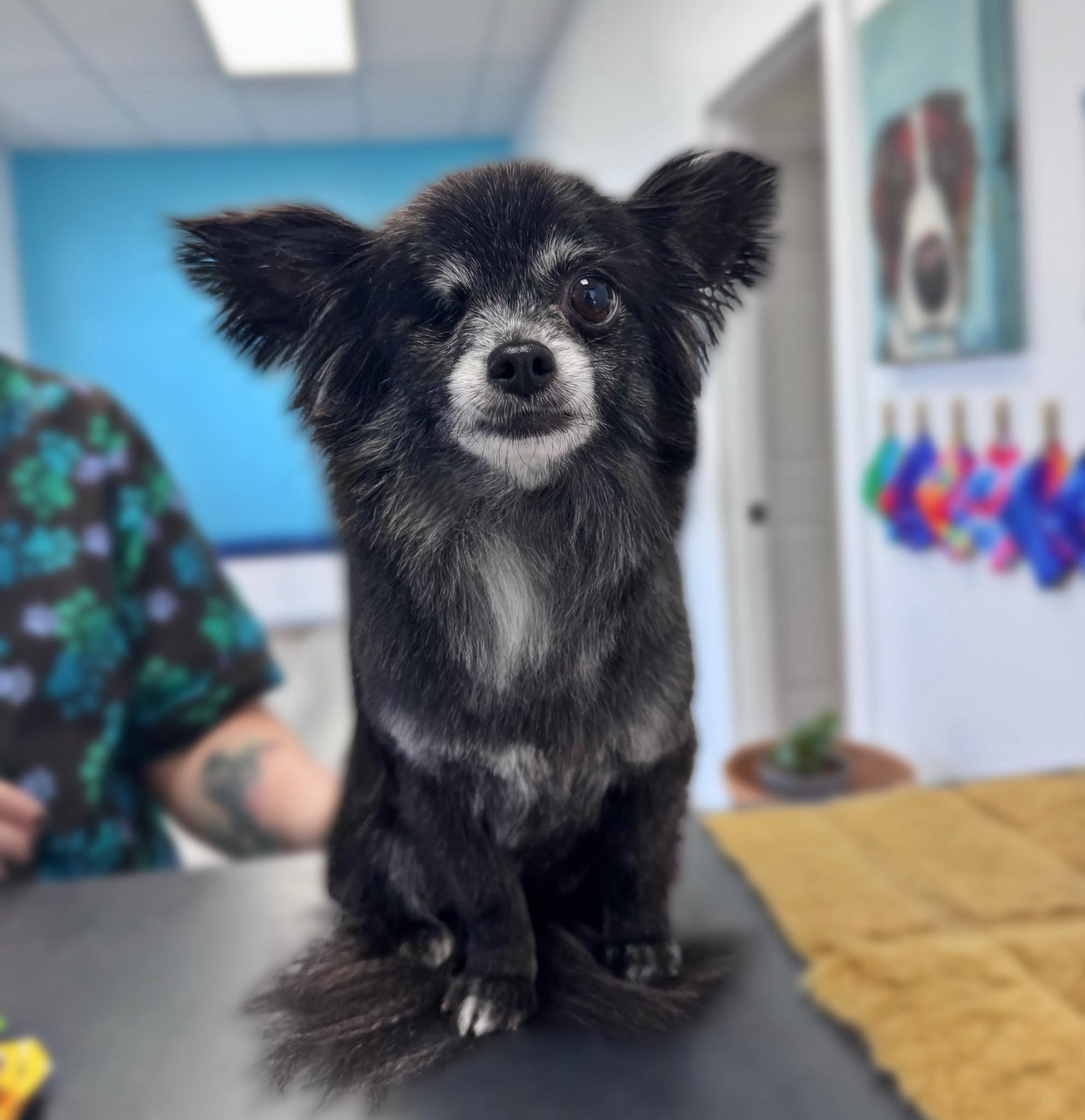 Pet Angels American Fork