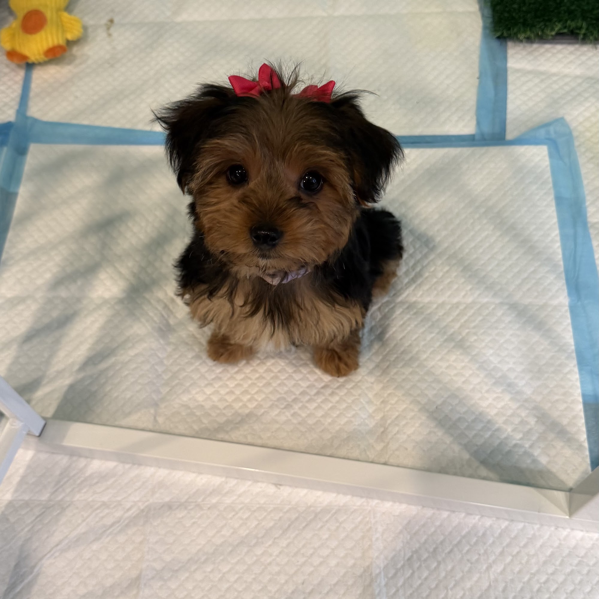 Pet Angels American Fork