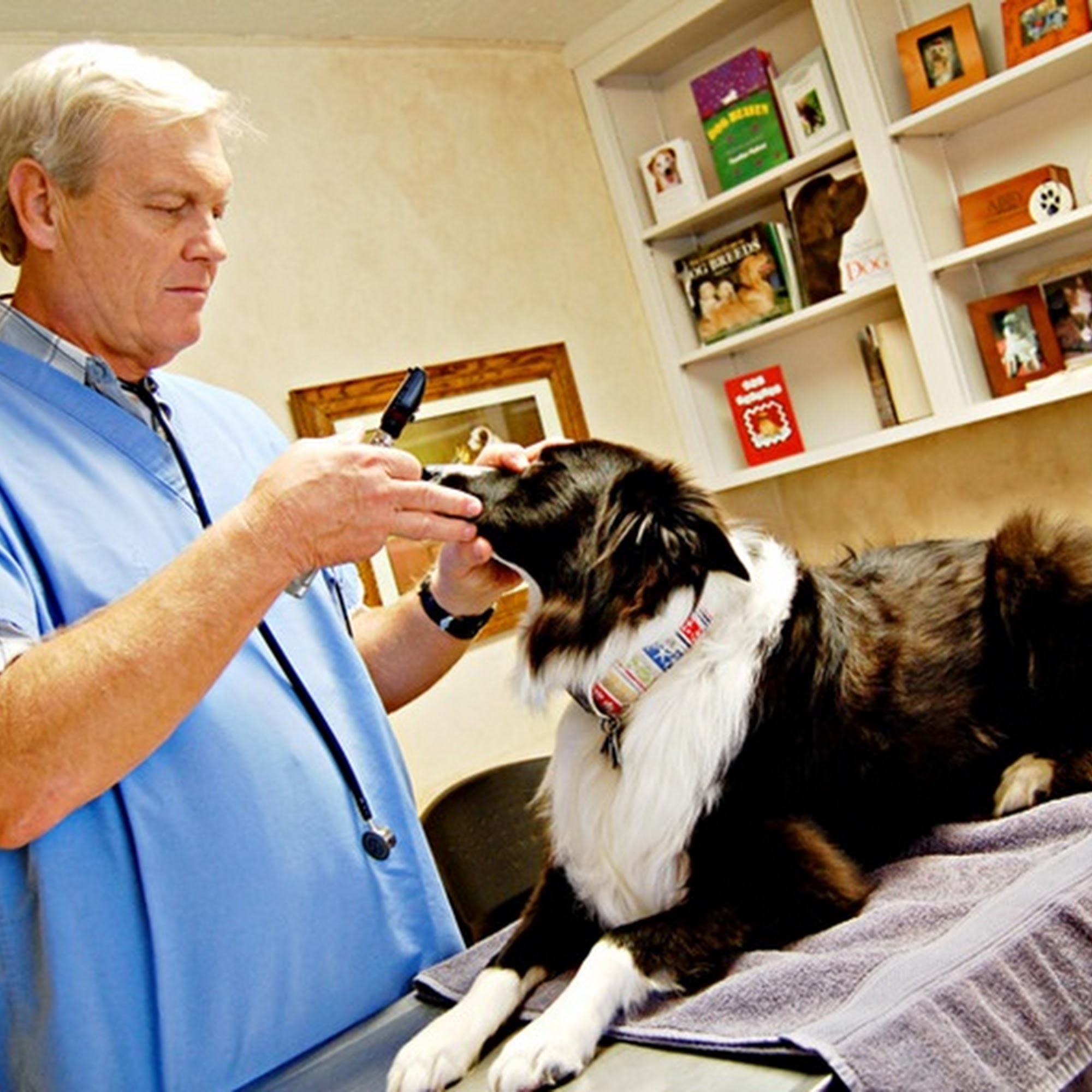 Animal Medical Clinic, A Thrive Pet Healthcare Partner Bountiful