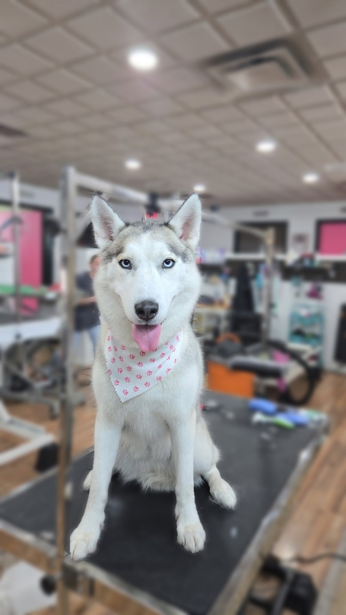 Shaggy Chic Spaw and Boutique Bountiful