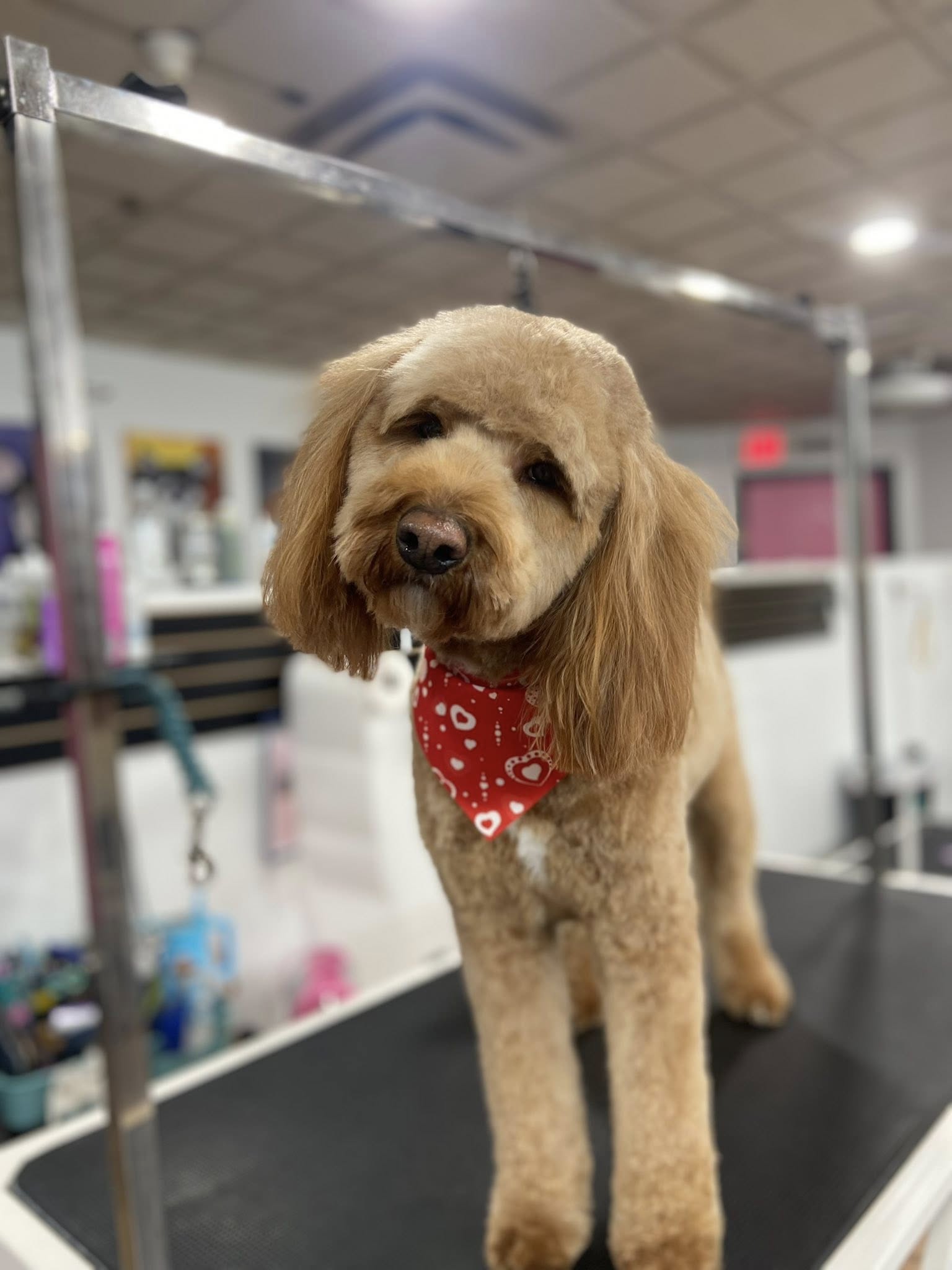 Shaggy Chic Spaw and Boutique Bountiful