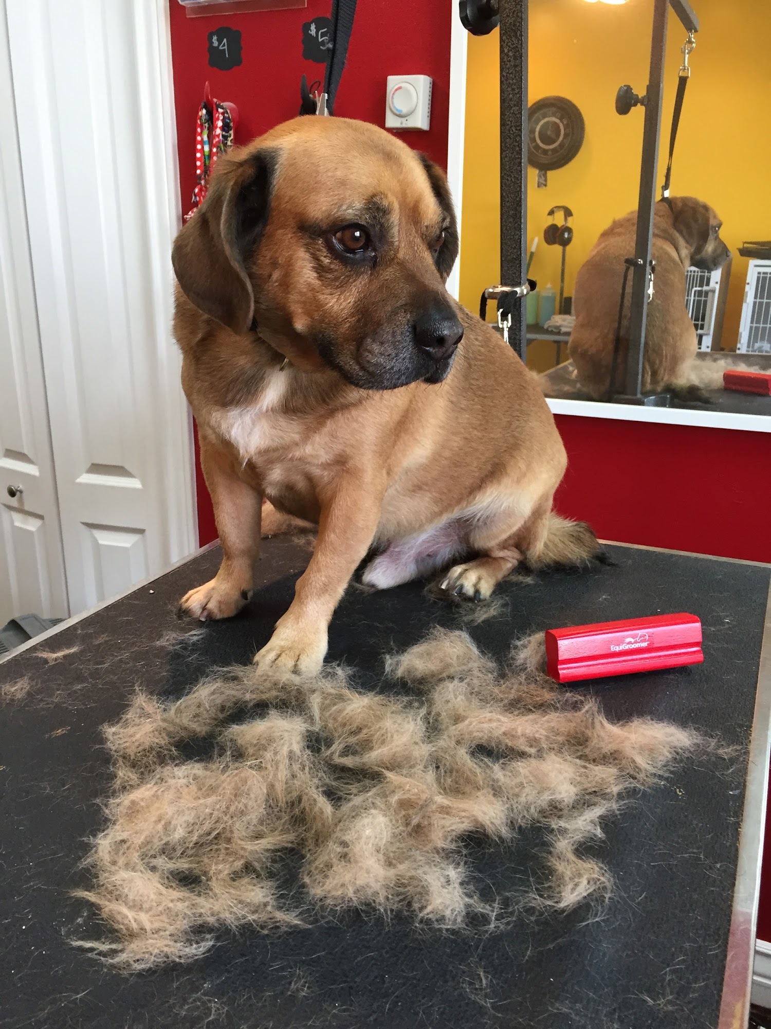 Brush Bath and Beyond - Pet grooming with love - Bountiful Bountiful