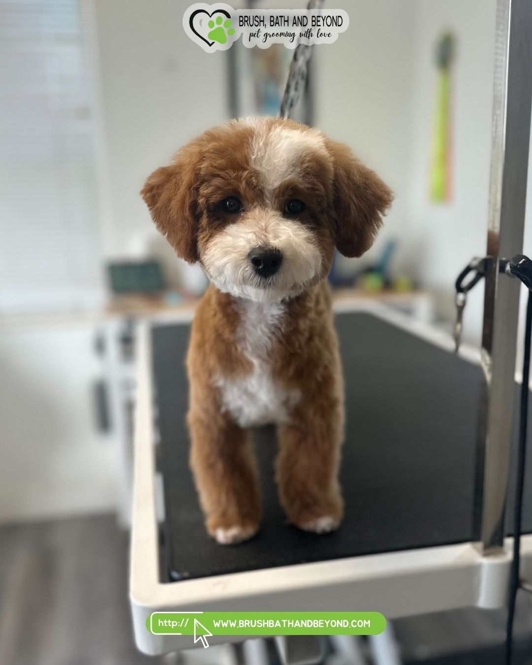 Brush Bath and Beyond - Pet grooming with love - Bountiful Bountiful