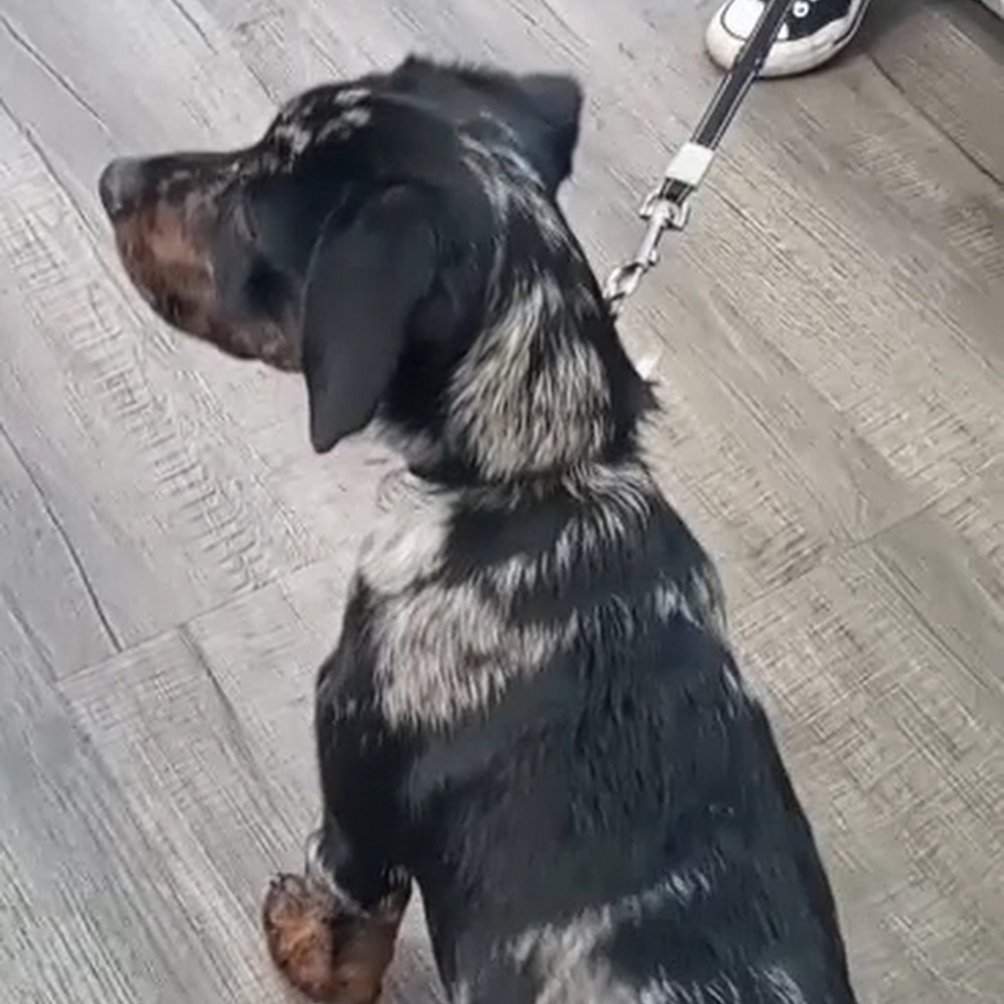 Cedar Veterinary Clinic Cedar City