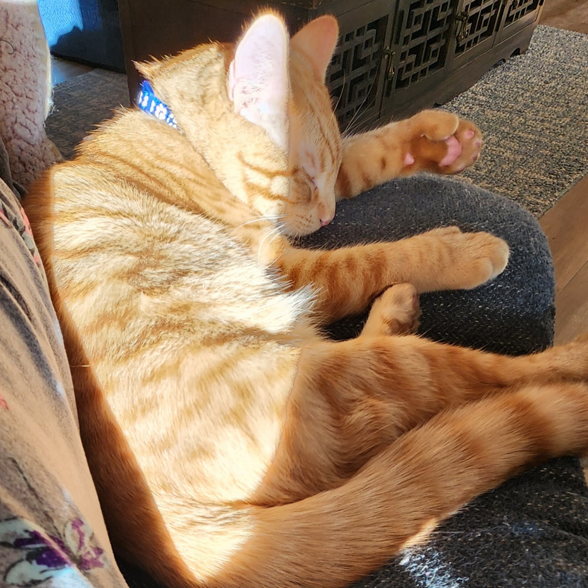 Color Country Animal Hospital Cedar City