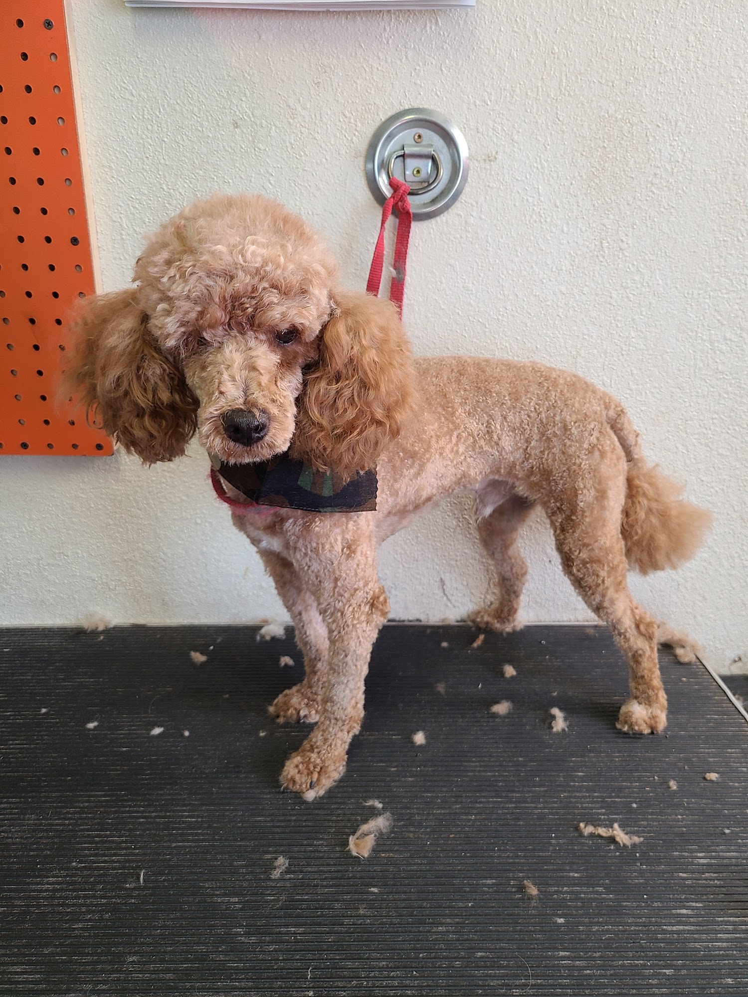 Doggie Stylez Pet Grooming Cedar City