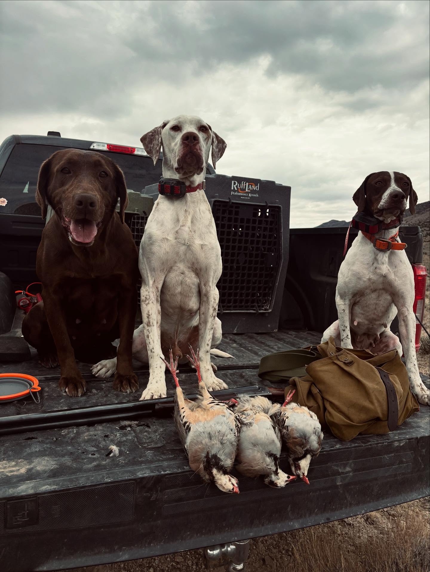 Quichapa Kennels Cedar City