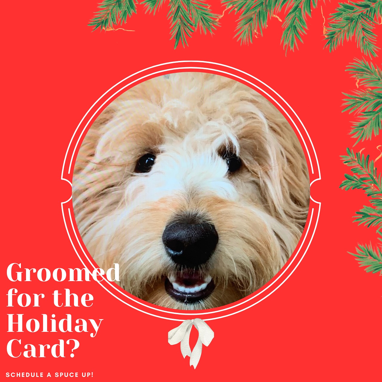 Sydnee's Pet Grooming Centerville