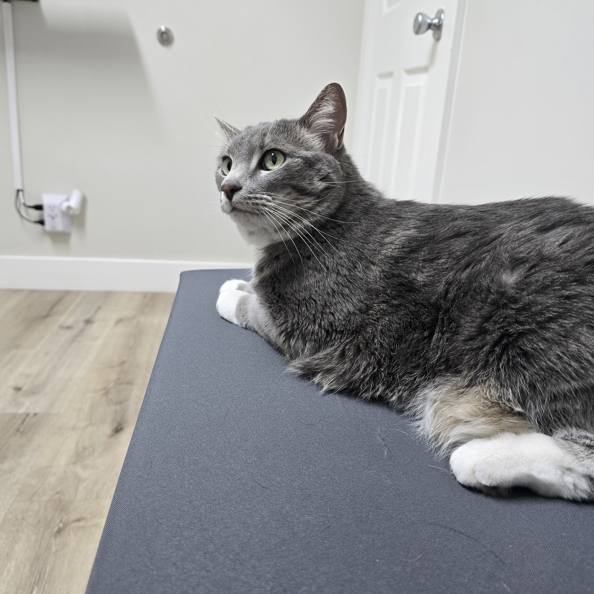 Animal Care Veterinary Hospitals (Clearfield) Clearfield