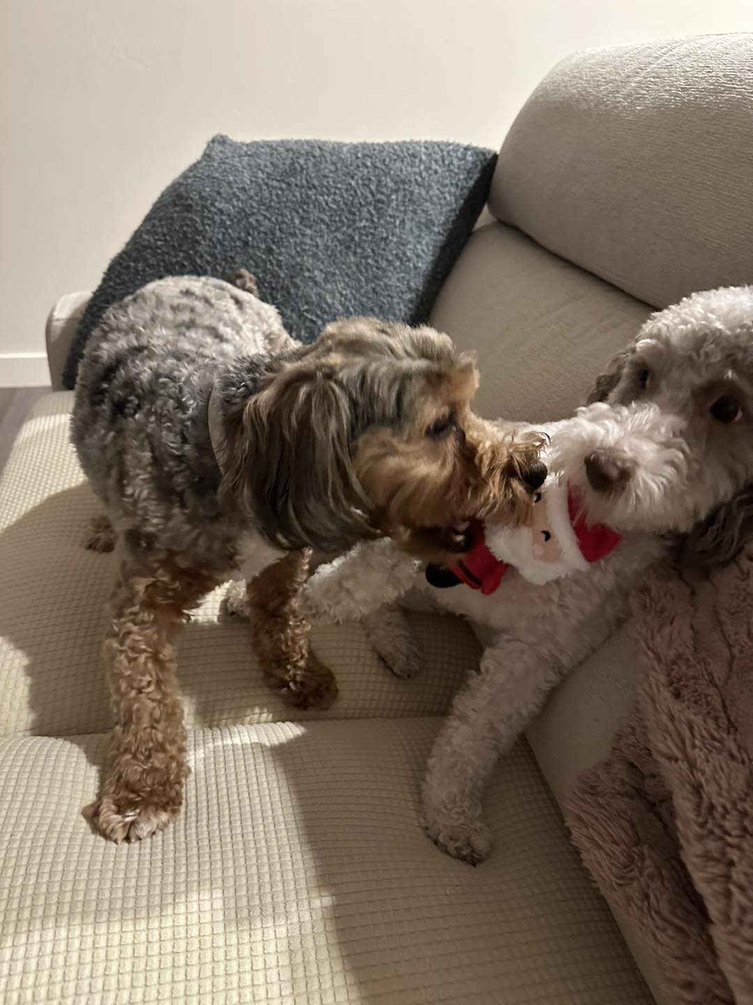 Shear Perfection Pet Salon Clearfield