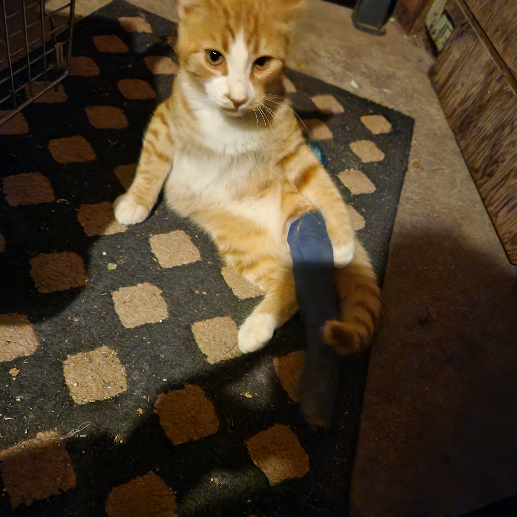 Gunnison Bend Veterinarian Services Delta