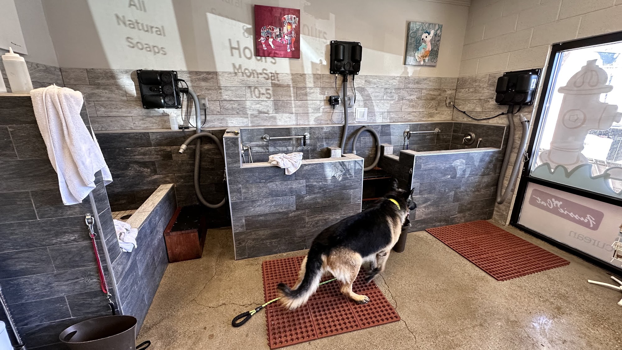 The Dog's Meow Draper Draper