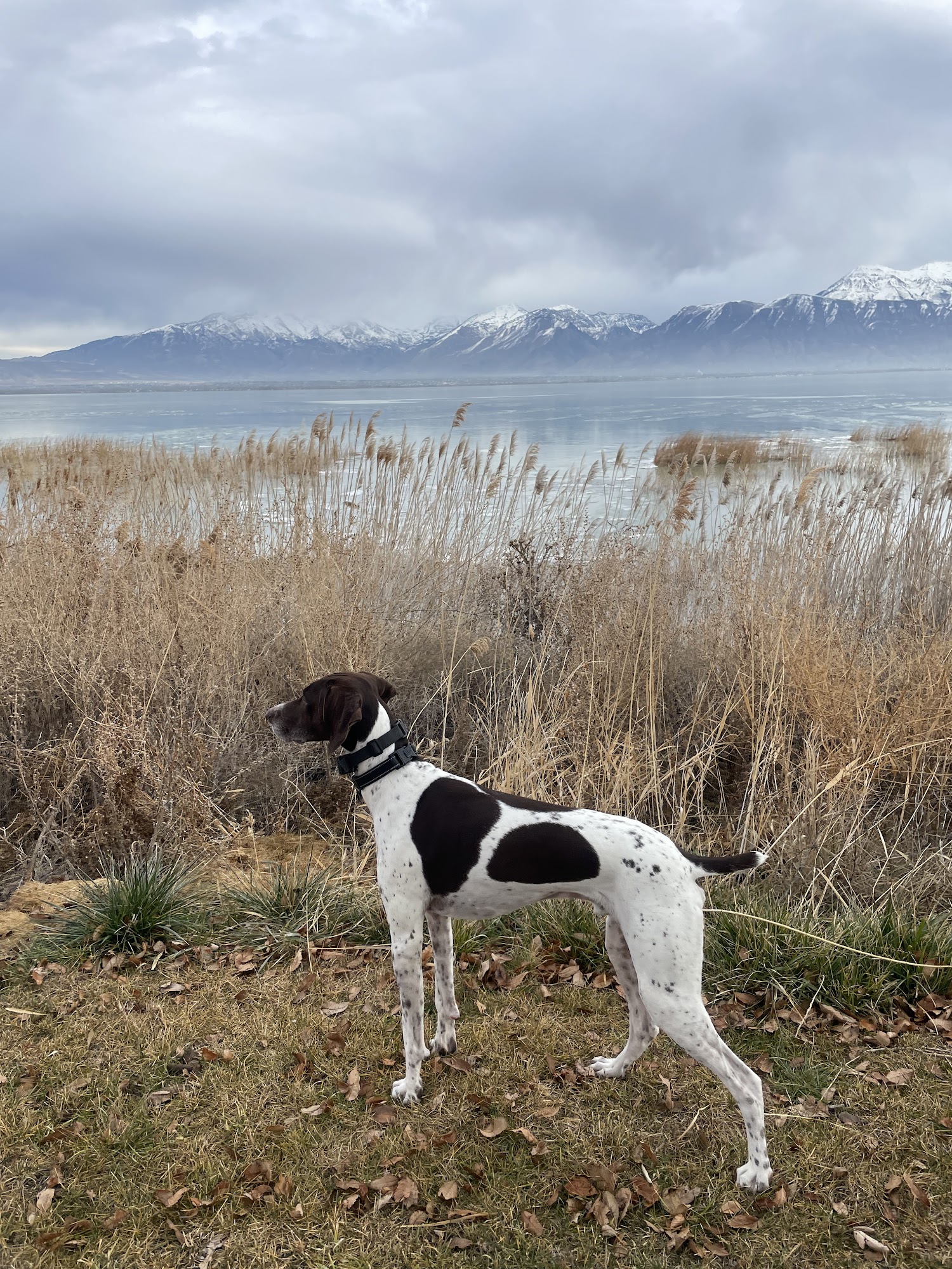 Lone Peak Veterinary Hospital Draper