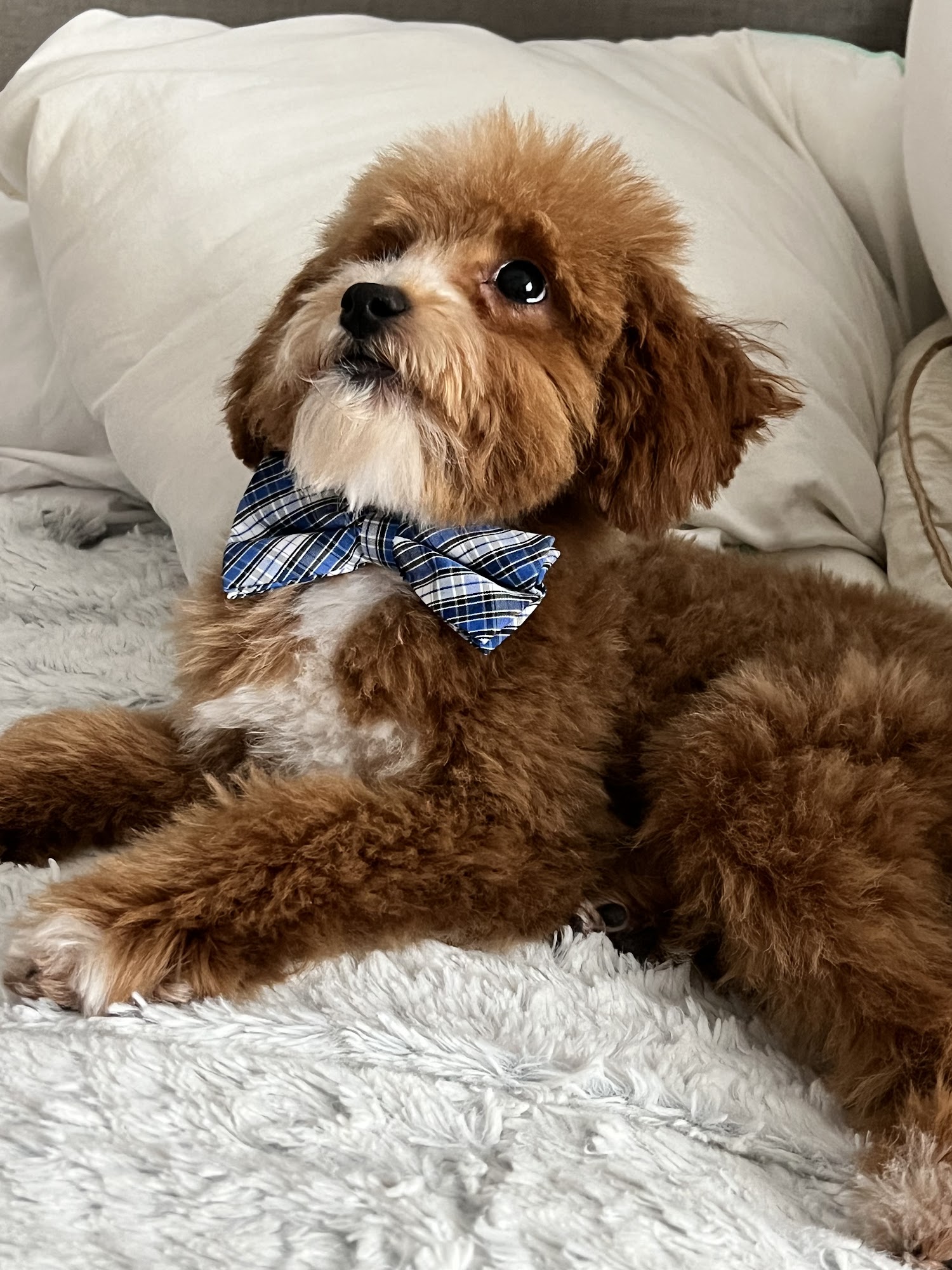 Furry Friends Dog Grooming Draper