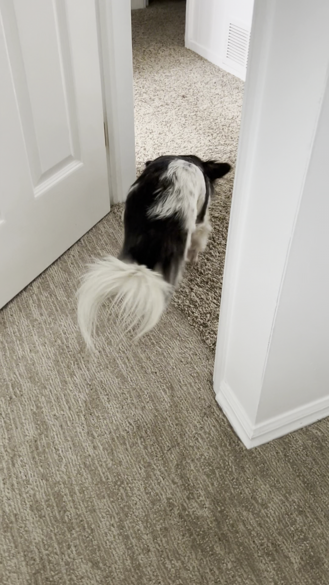 Valley Veterinary Hospital Draper