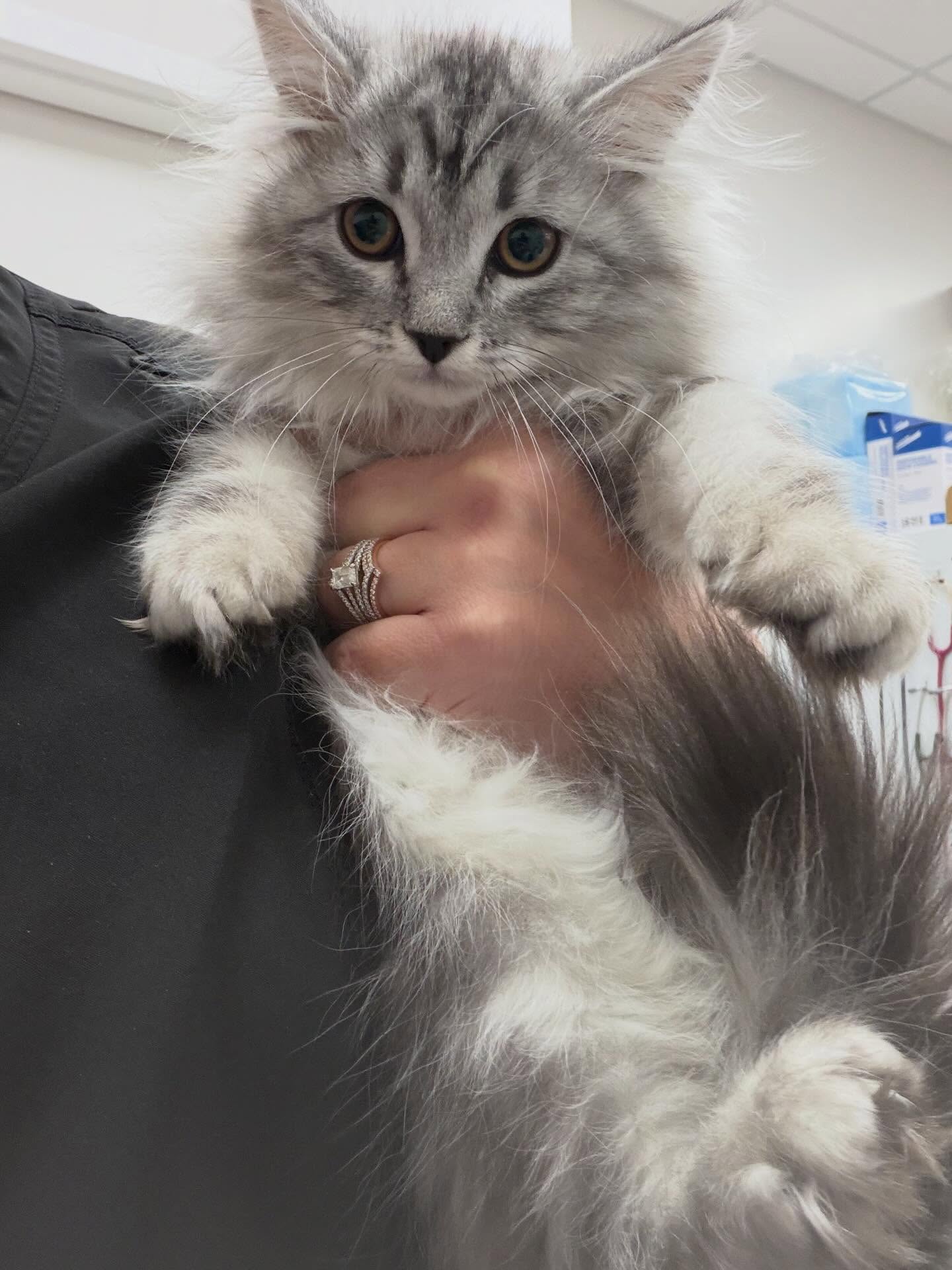 Valley Veterinary Hospital Draper