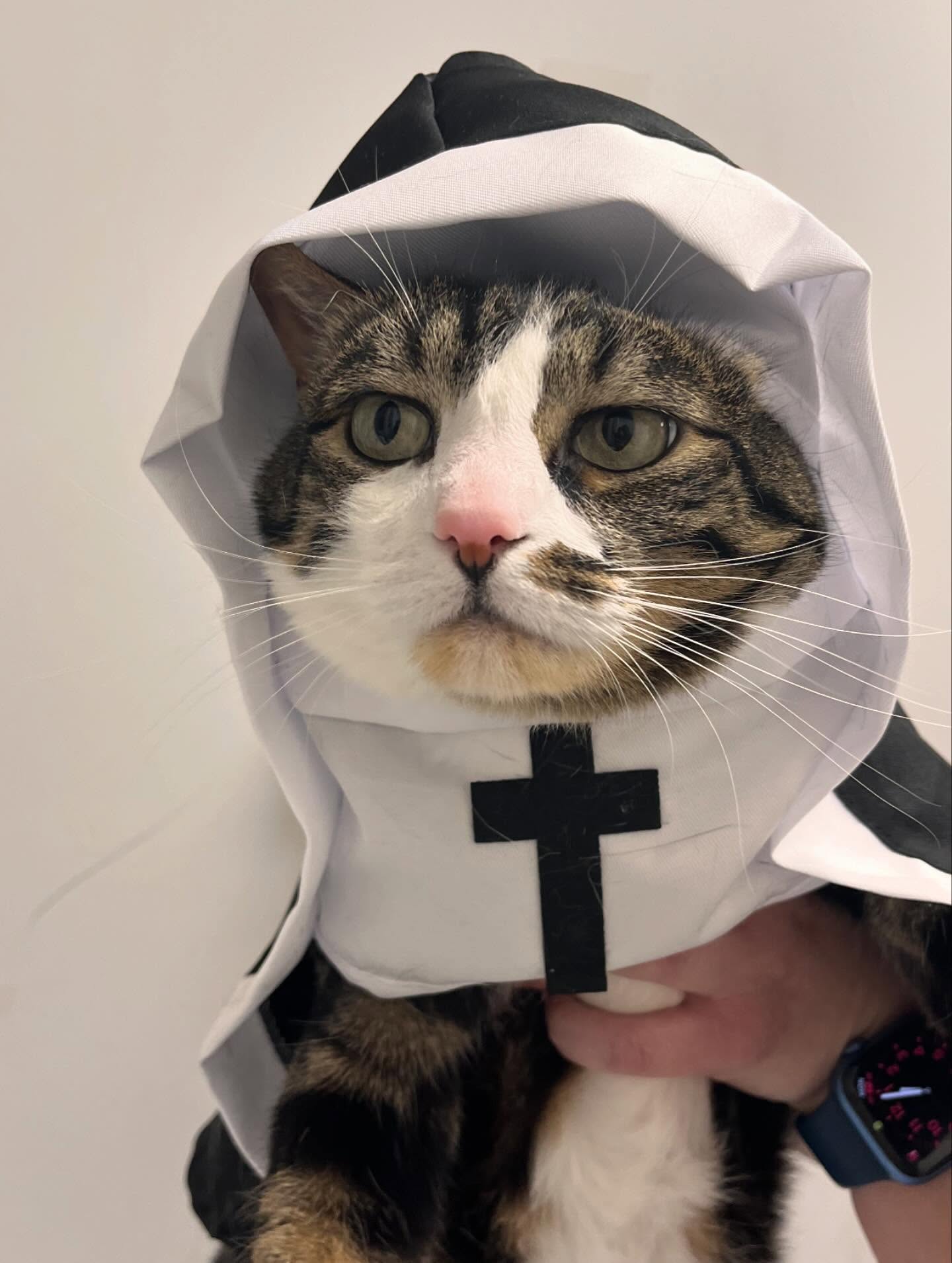 Valley Veterinary Hospital Draper