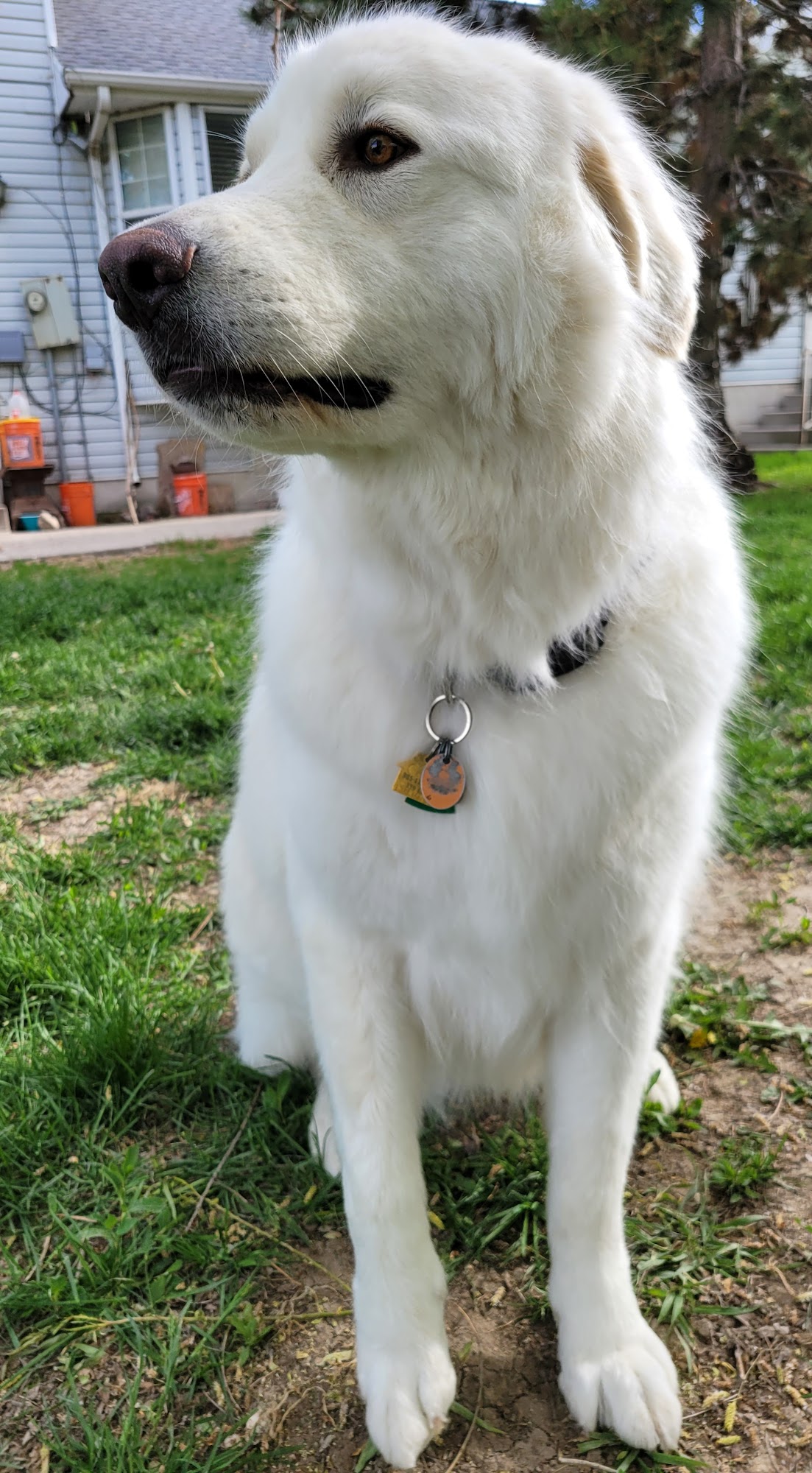 Kibbles & Cuts Draper