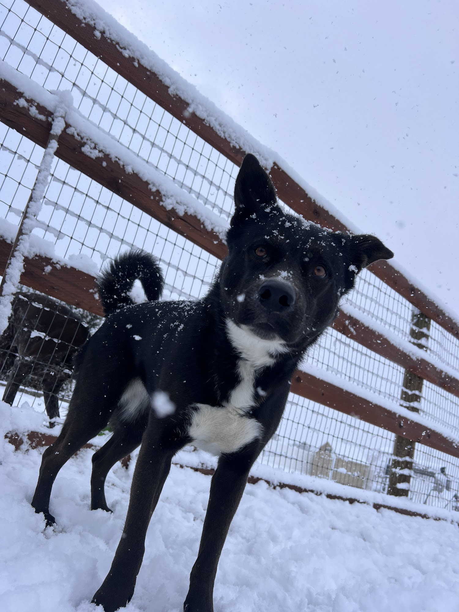 Eagle Mountain Dog Boarding and Grooming Eagle Mountain