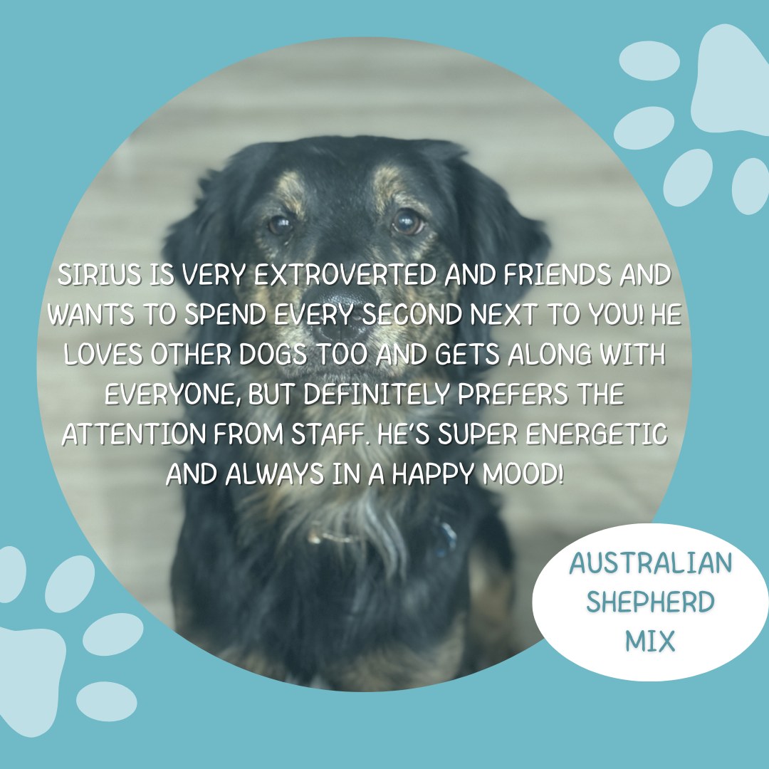 Eagle Mountain Dog Boarding and Grooming Eagle Mountain