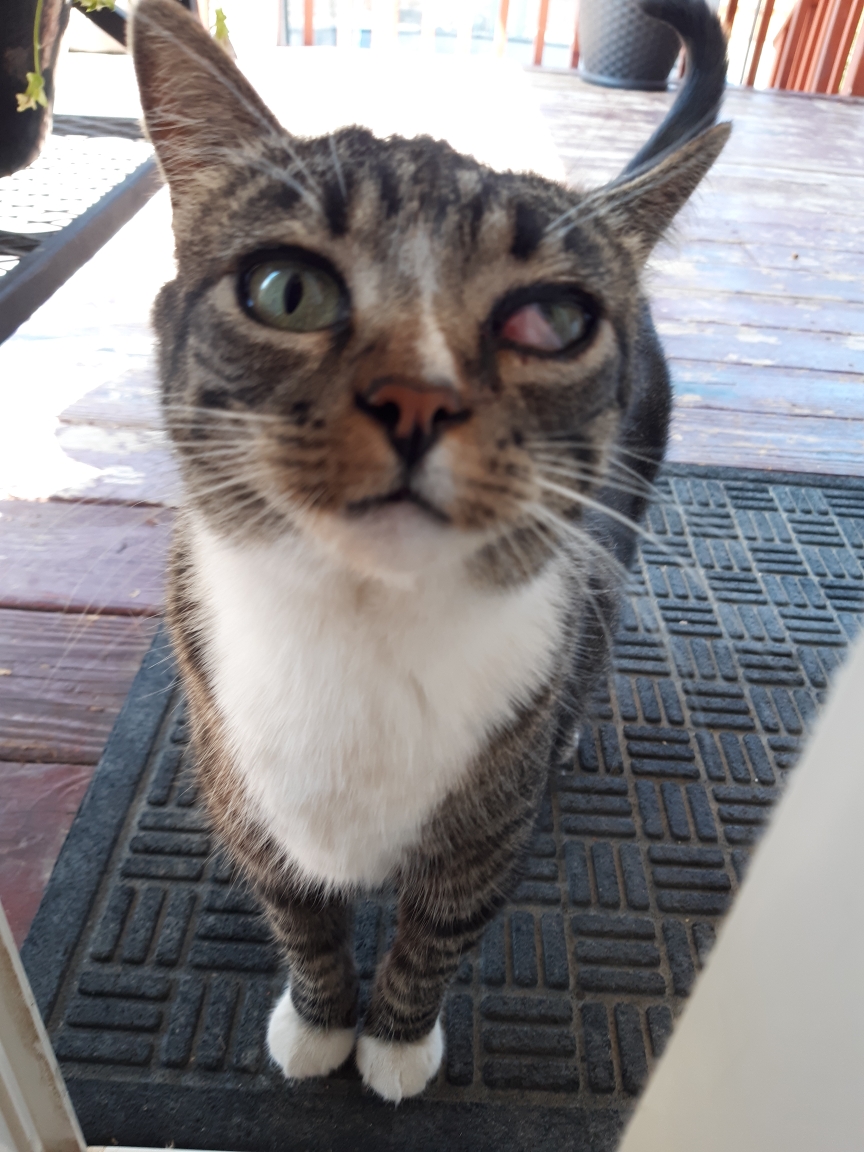 Mountain View Animal Clinic Enoch