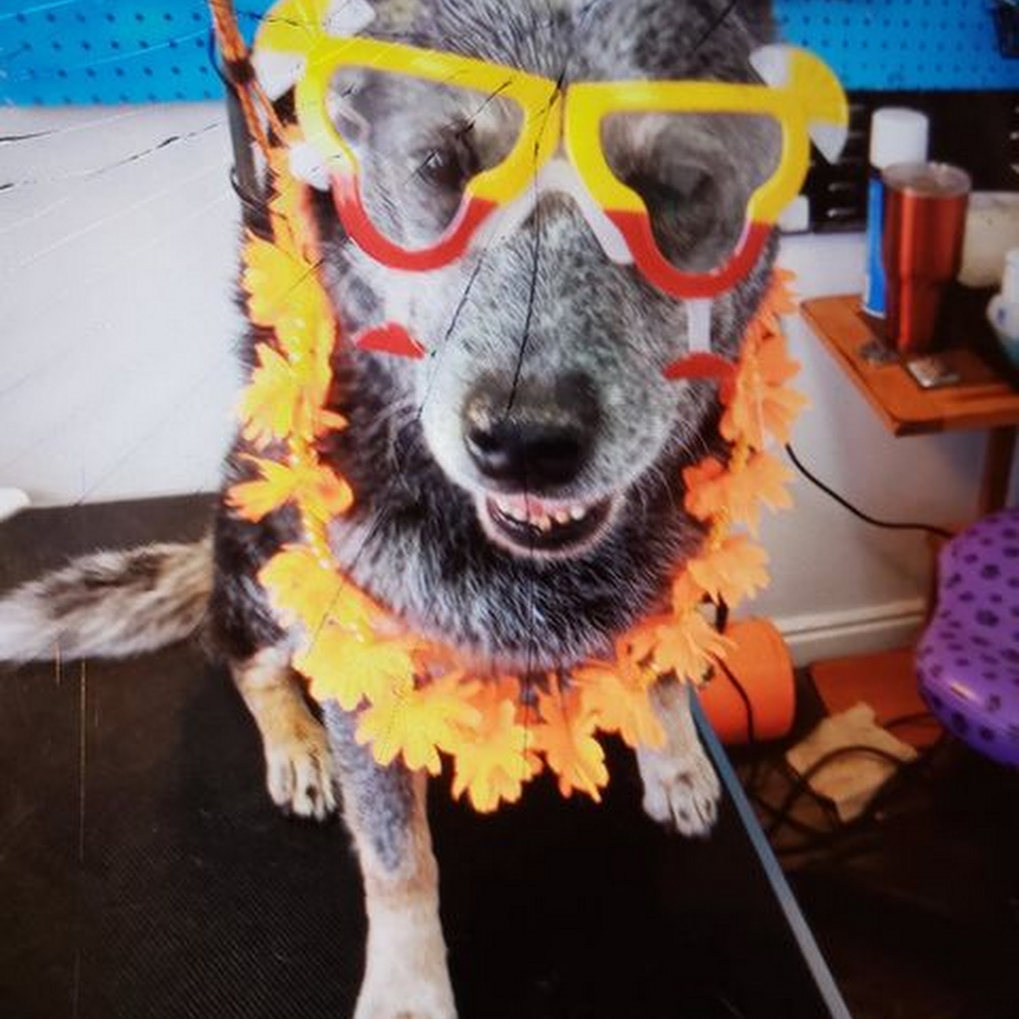 Waggin' Tails Professional Grooming Enoch