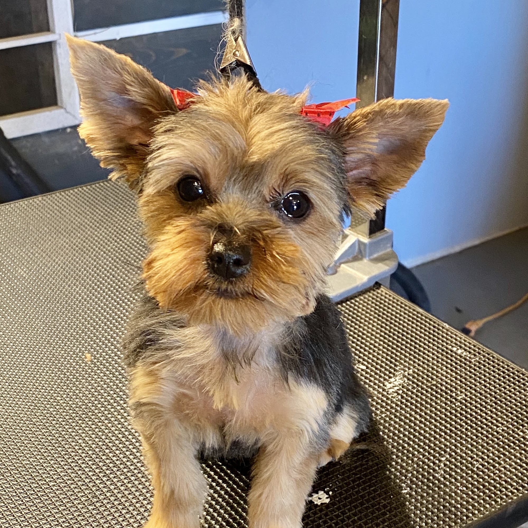 Nikki's Pet Boutique Enoch