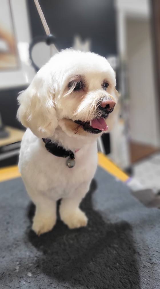 The Dogroom Farmington